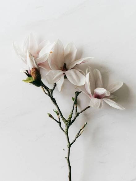 Magnolia flowers